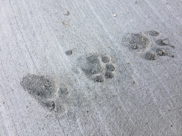 新しいコンクリートに猫の足跡が 許せる 許せない テツブログ