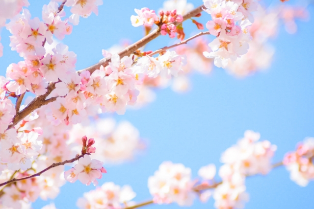 桜の木を庭に植えてはいけないって本当？【答え：種類による】